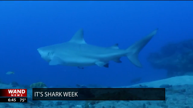 It's Shark Week
